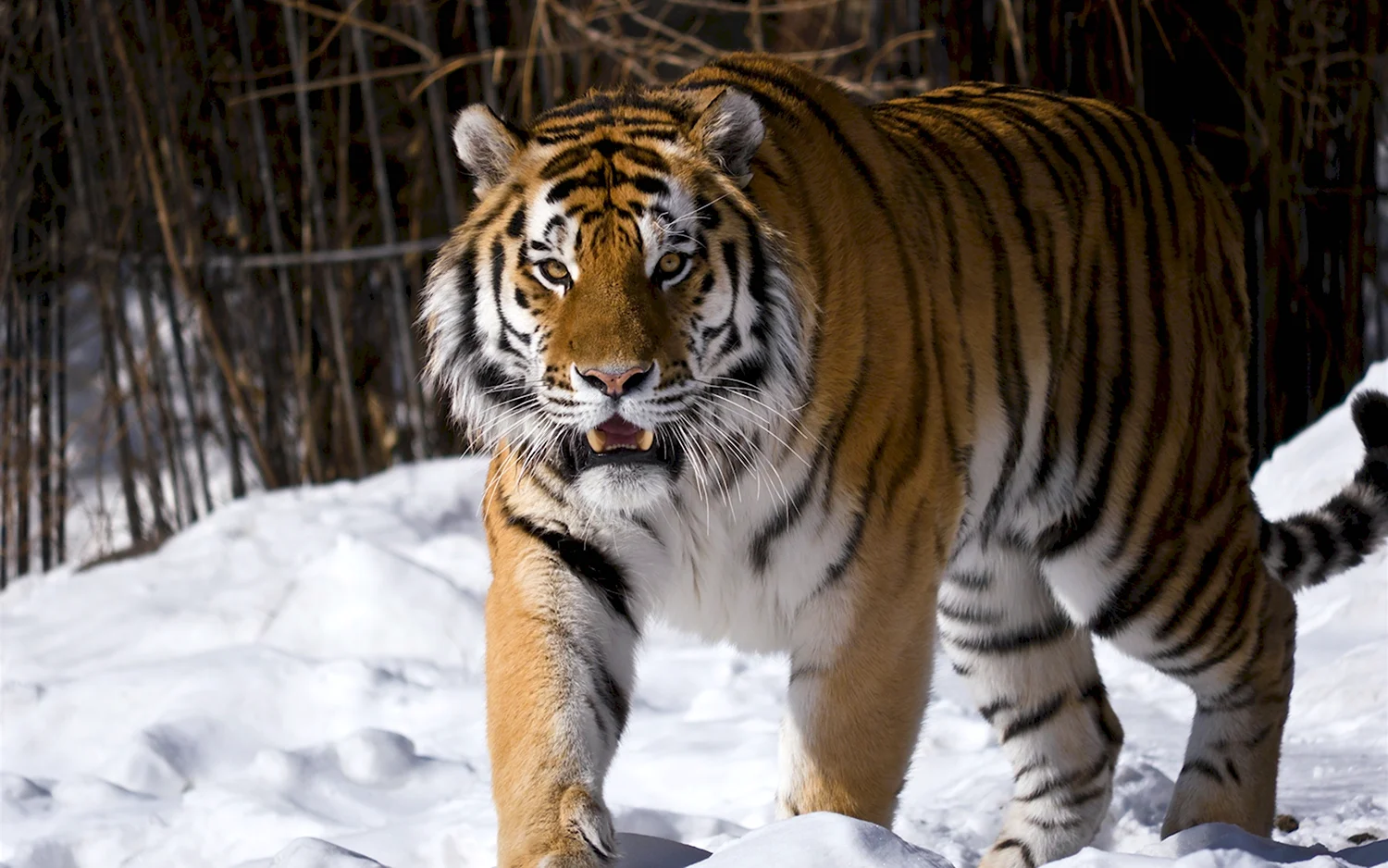 Тигр Дальневосточный Амурский