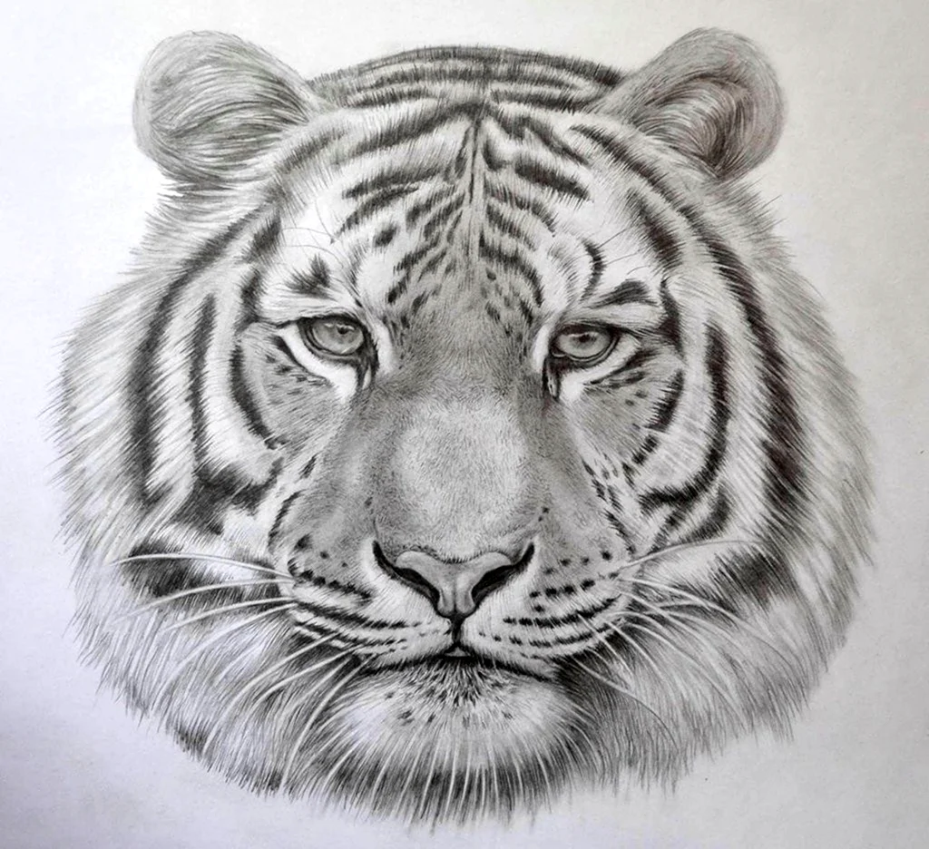 Рисунок карандашом тигр