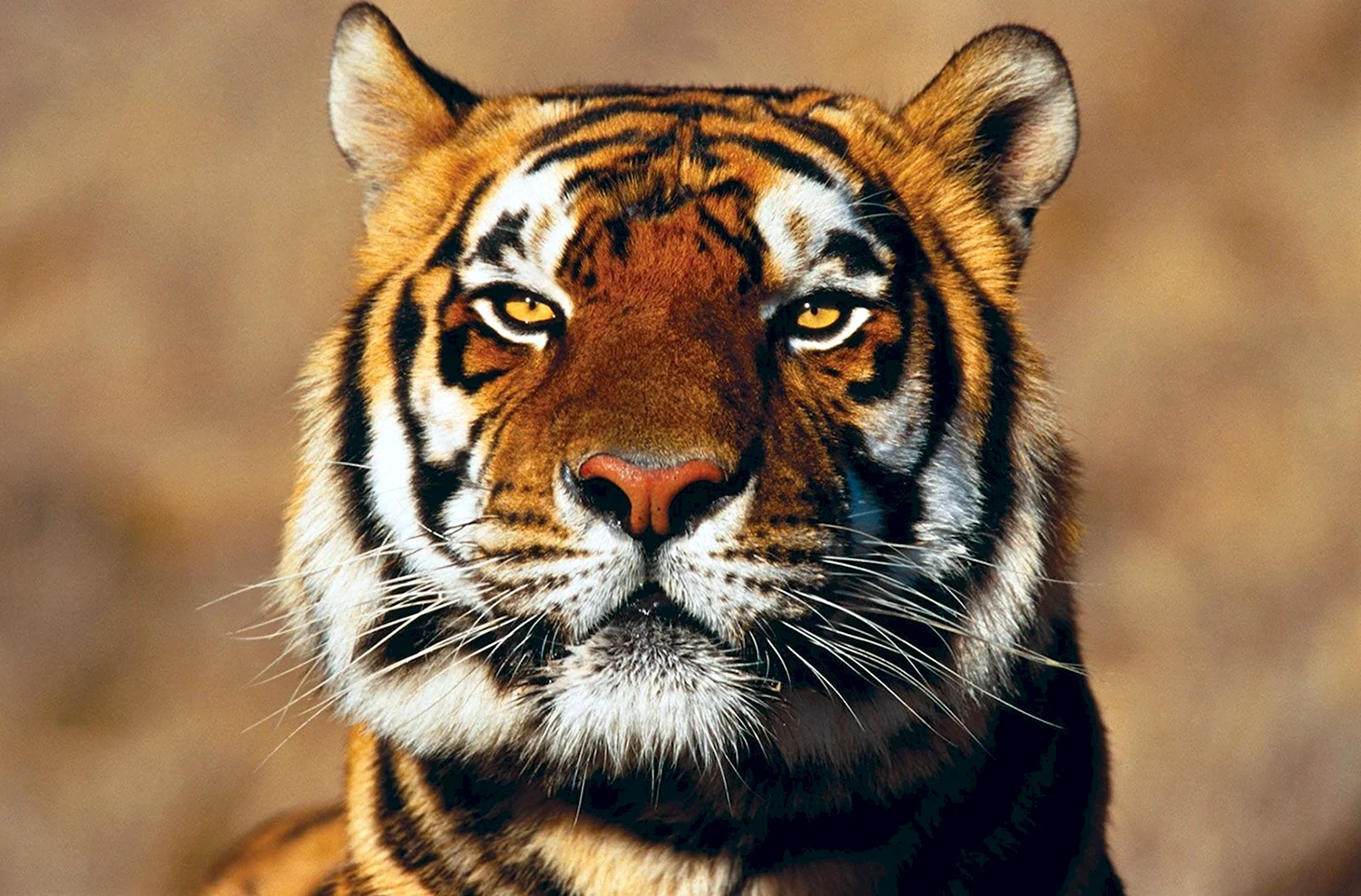 Тигрицы красивые на аватарку