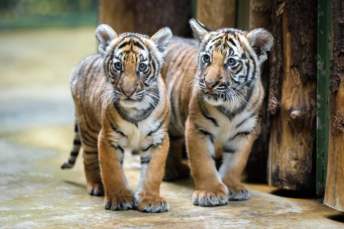 Тигрята Амурского тигра