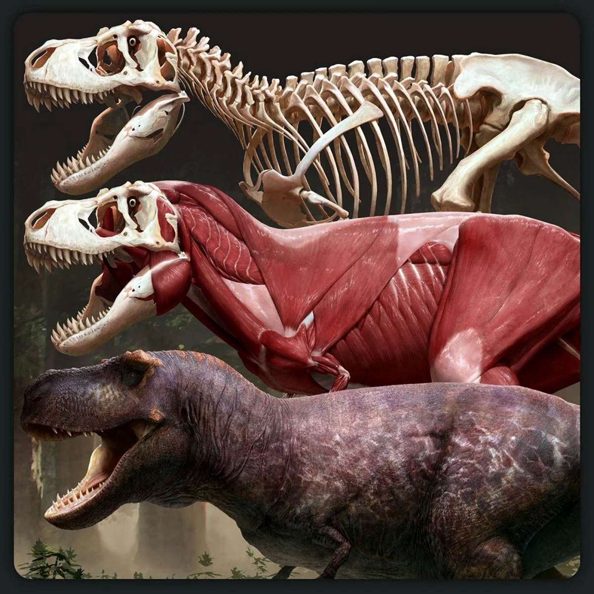Тираннозавр рекс анатомия