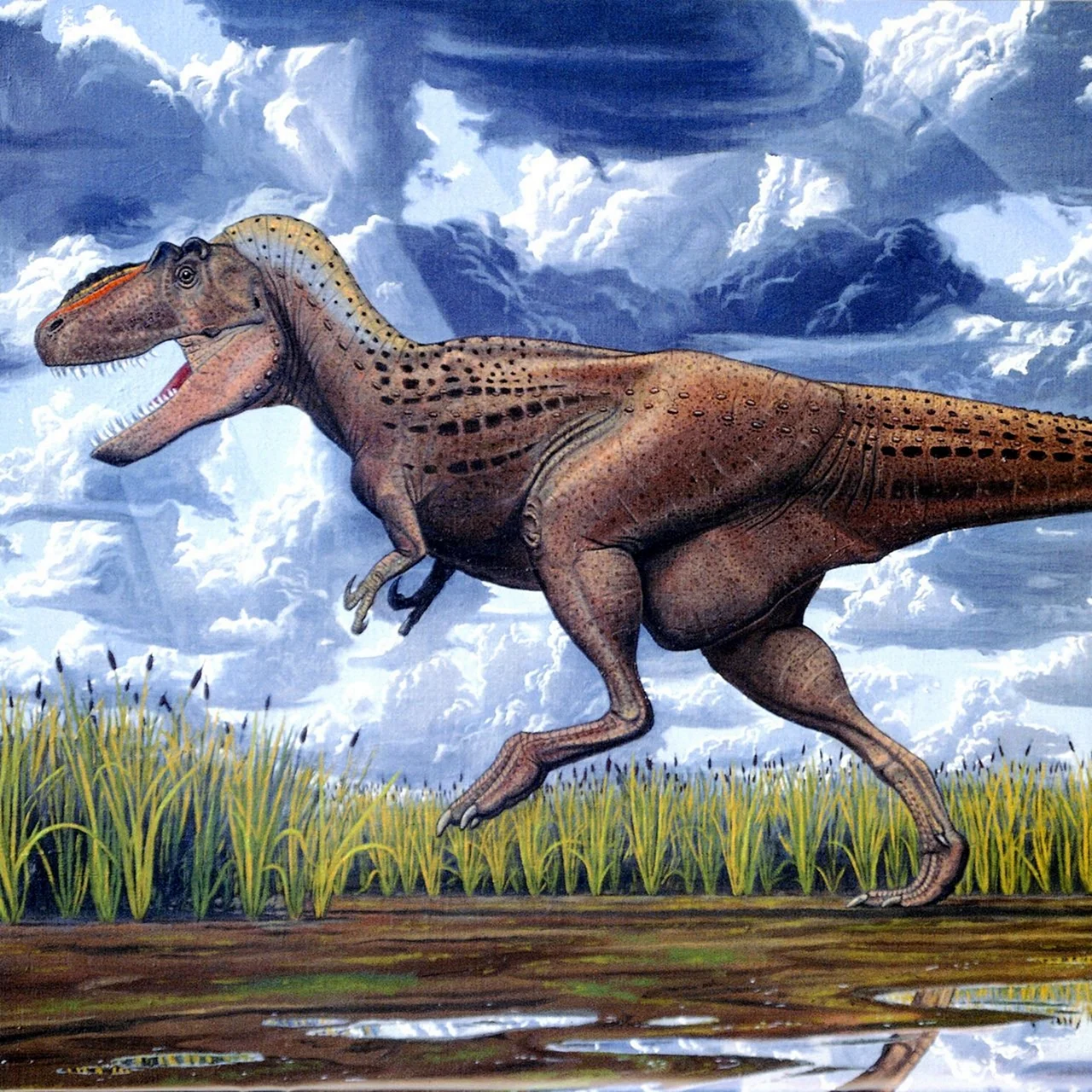 Тираннозавр Зендек бурианъ