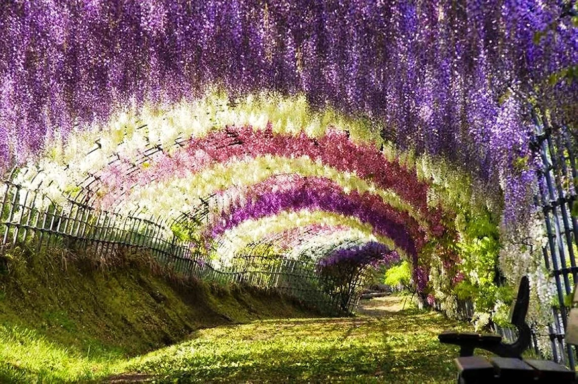 Тоннель глициний сад Кавати Фудзи Япония