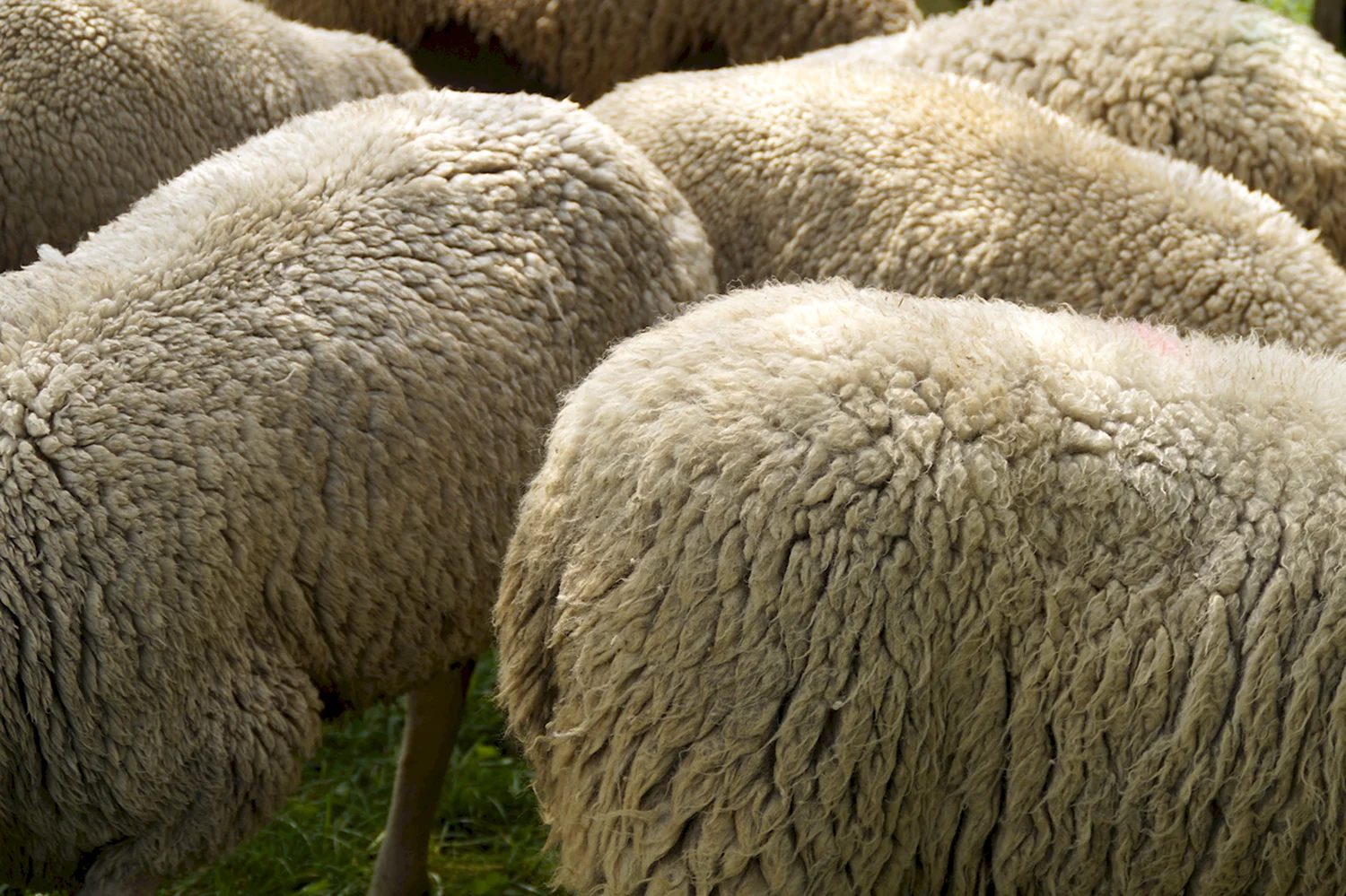 Тоскана порода овец