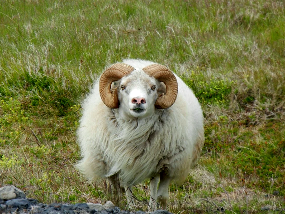 Тосканская овца
