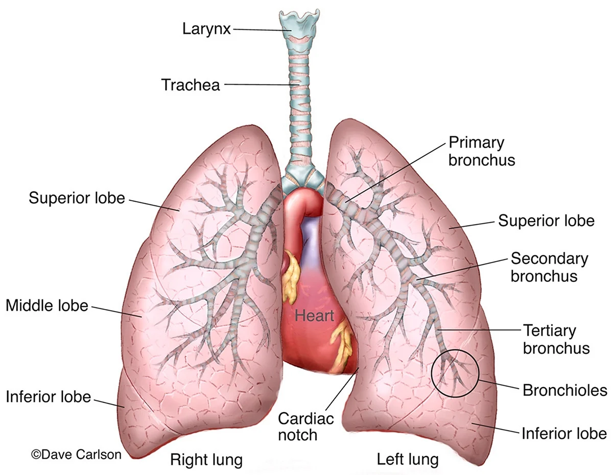 Trachea and bronchi