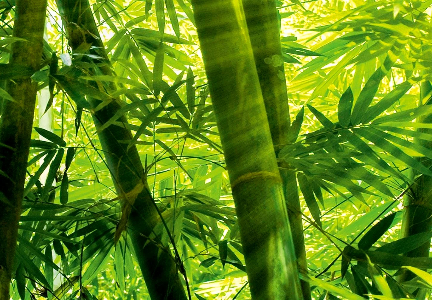 Тропики бамбук