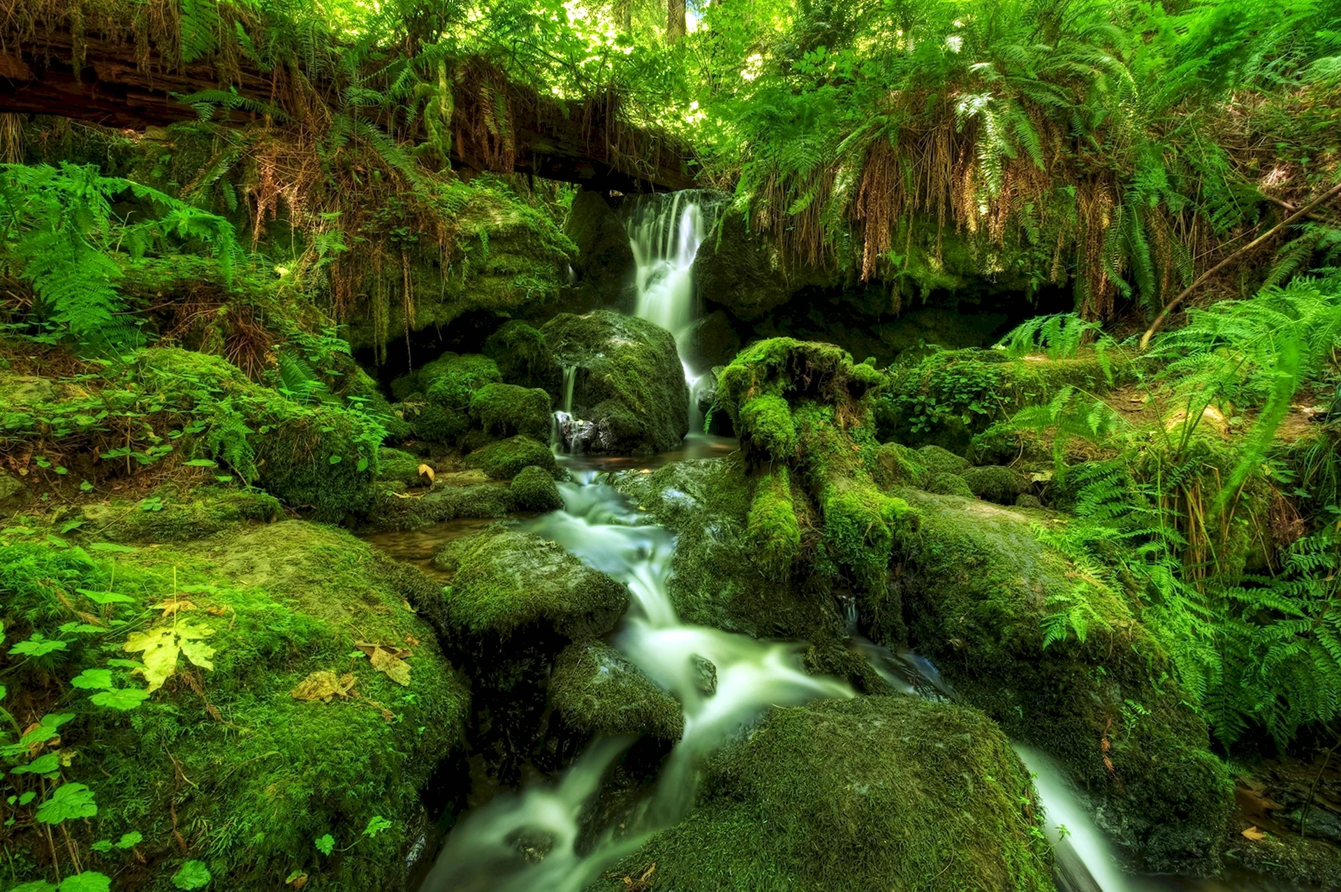 Тропики лес водопад