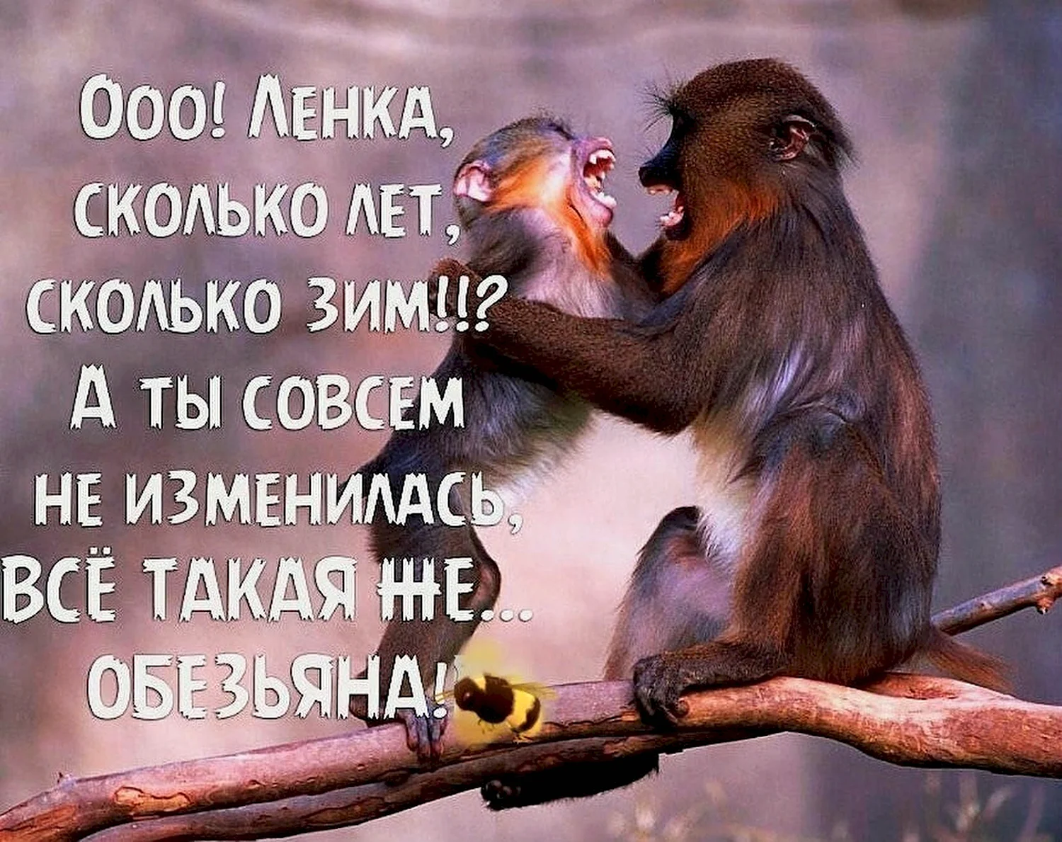 Цитаты про обезьян прикольные