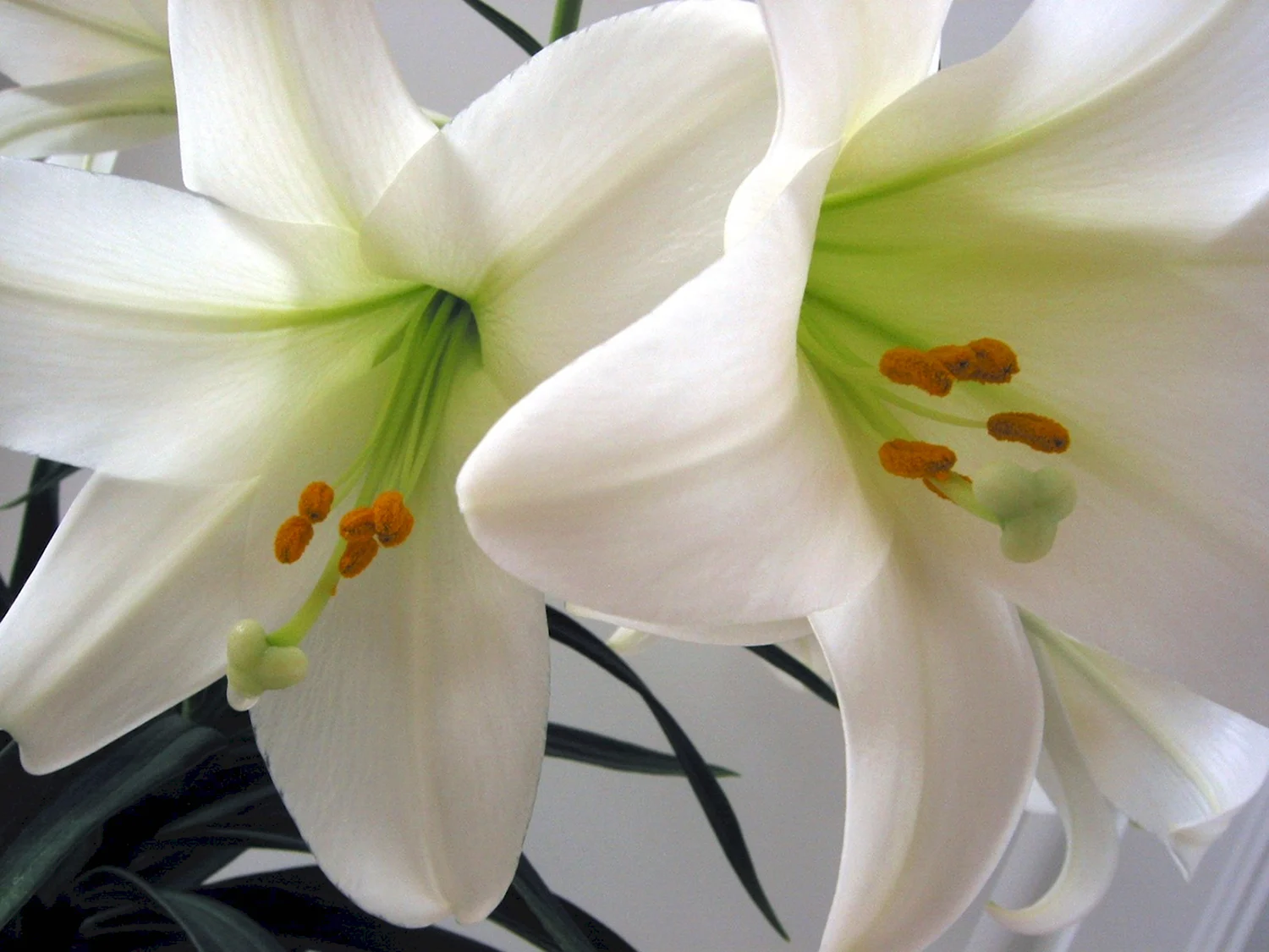Цвет белой лилии