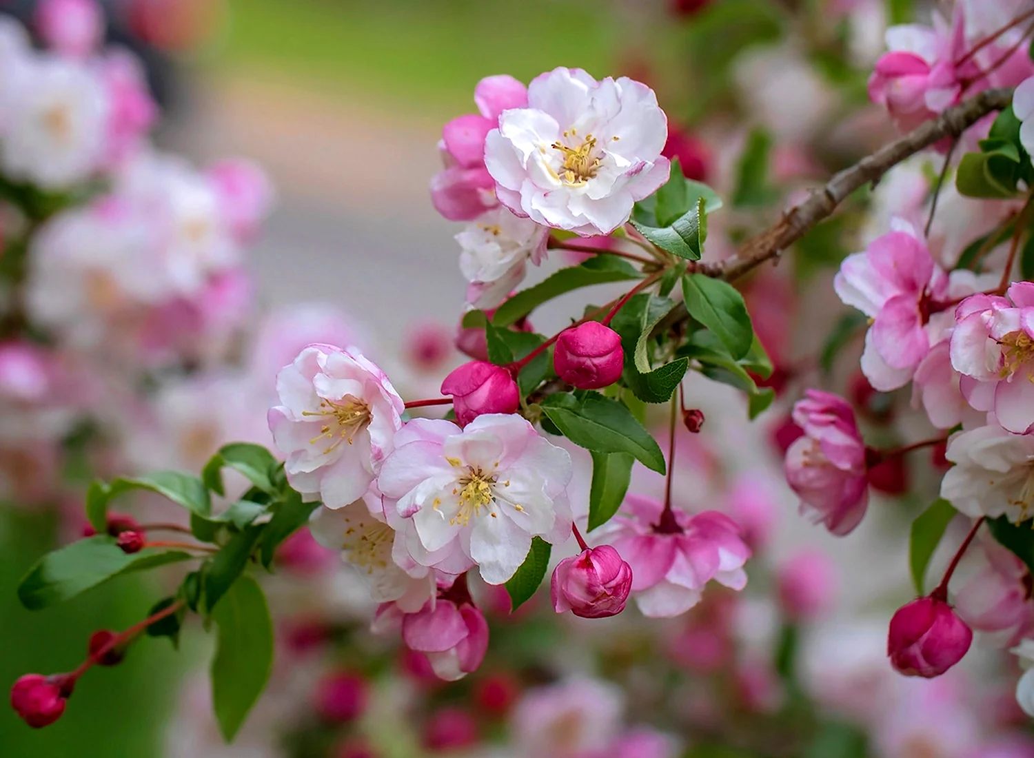 Цветение яблони в Ангарске