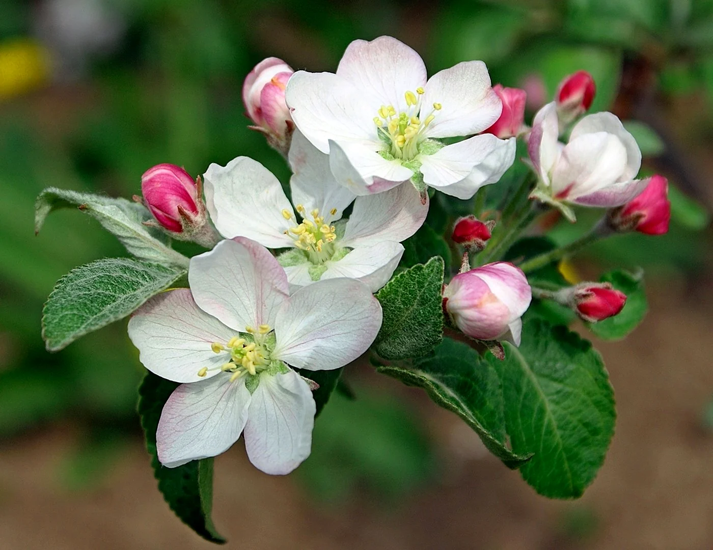 Цветет яблоня Пинк Роуз