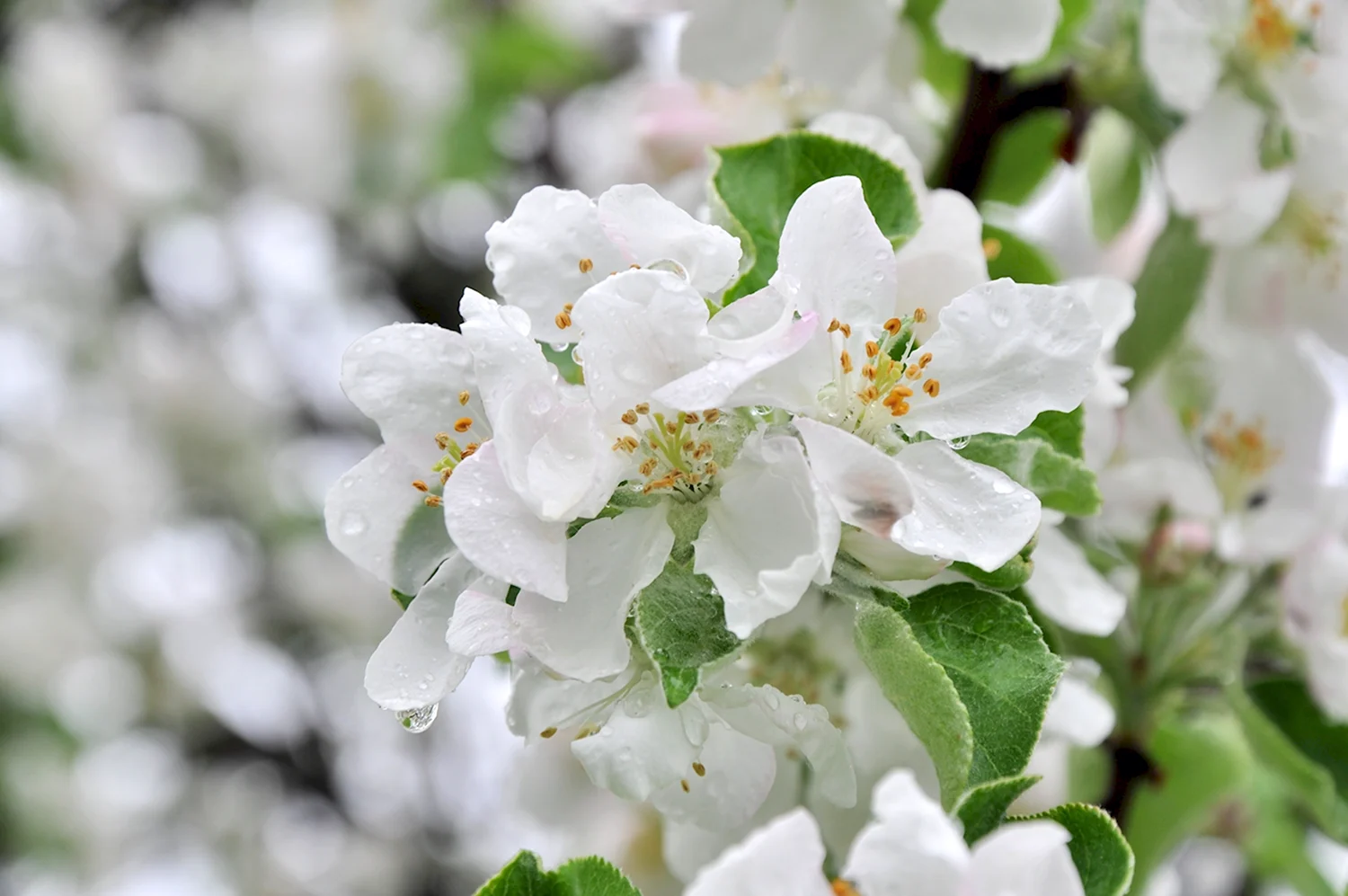 Картинки яблони в цвету (75 фото)