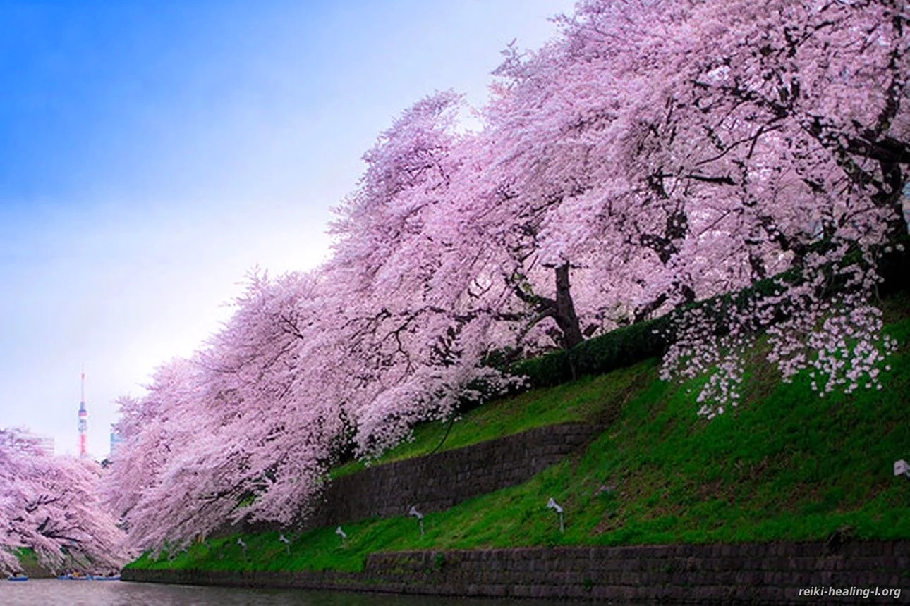 Цветущие Сакуры в Японии