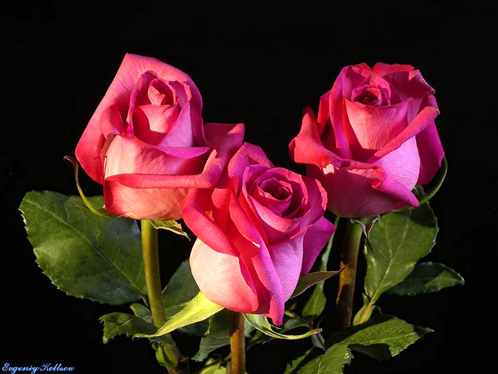 Самой милой даме. Прекрасные цветы. Спокойной ночи цветы. Цветы для любимой. Чудесные розы.