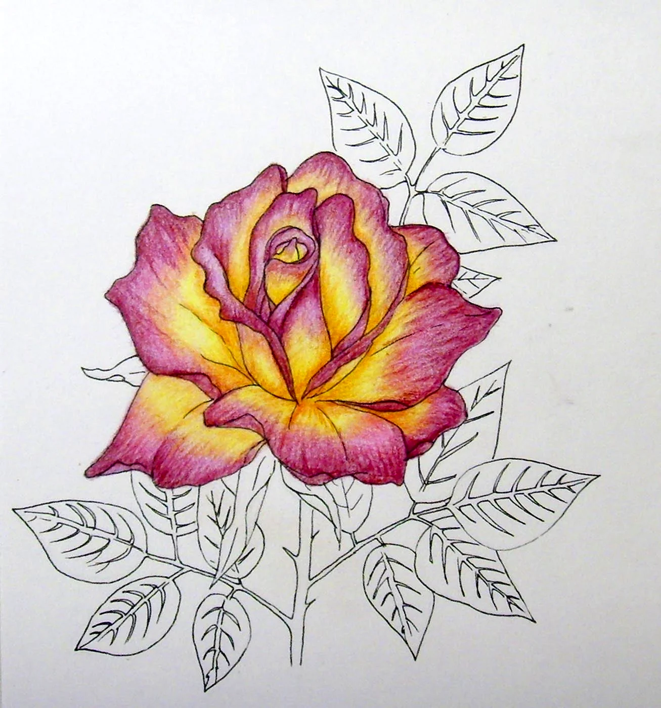 Картинки с цветами для срисовки карандашом (97 фото)