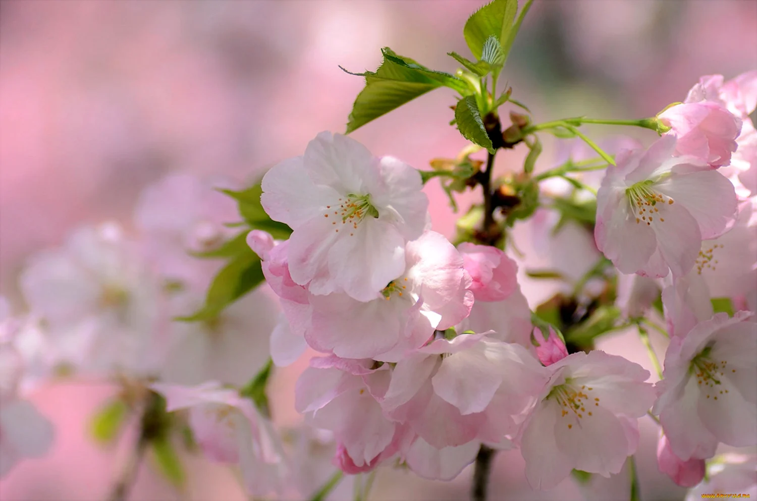 Цветы яблони Сакуры