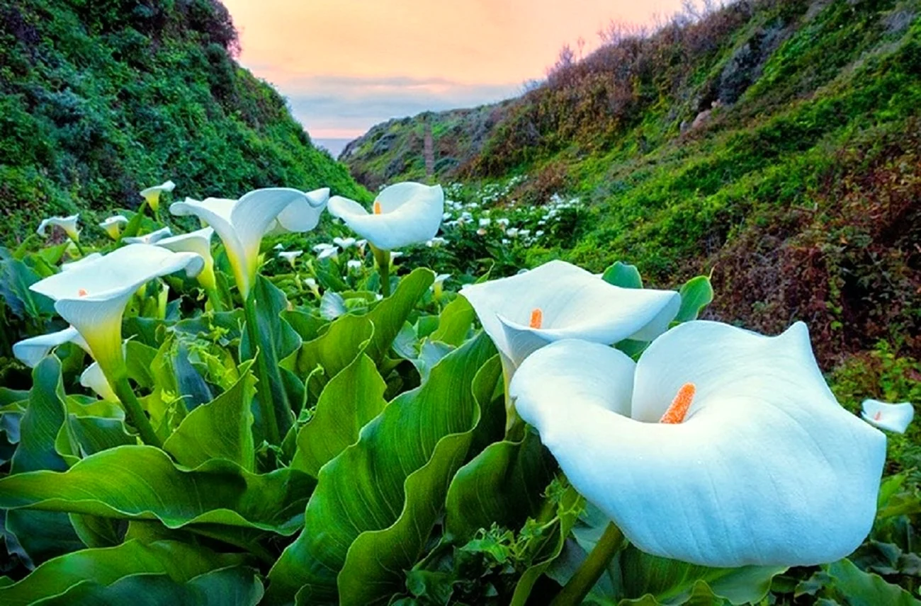 Цветы каллы в калифорнийской долине Calla Lily Valley