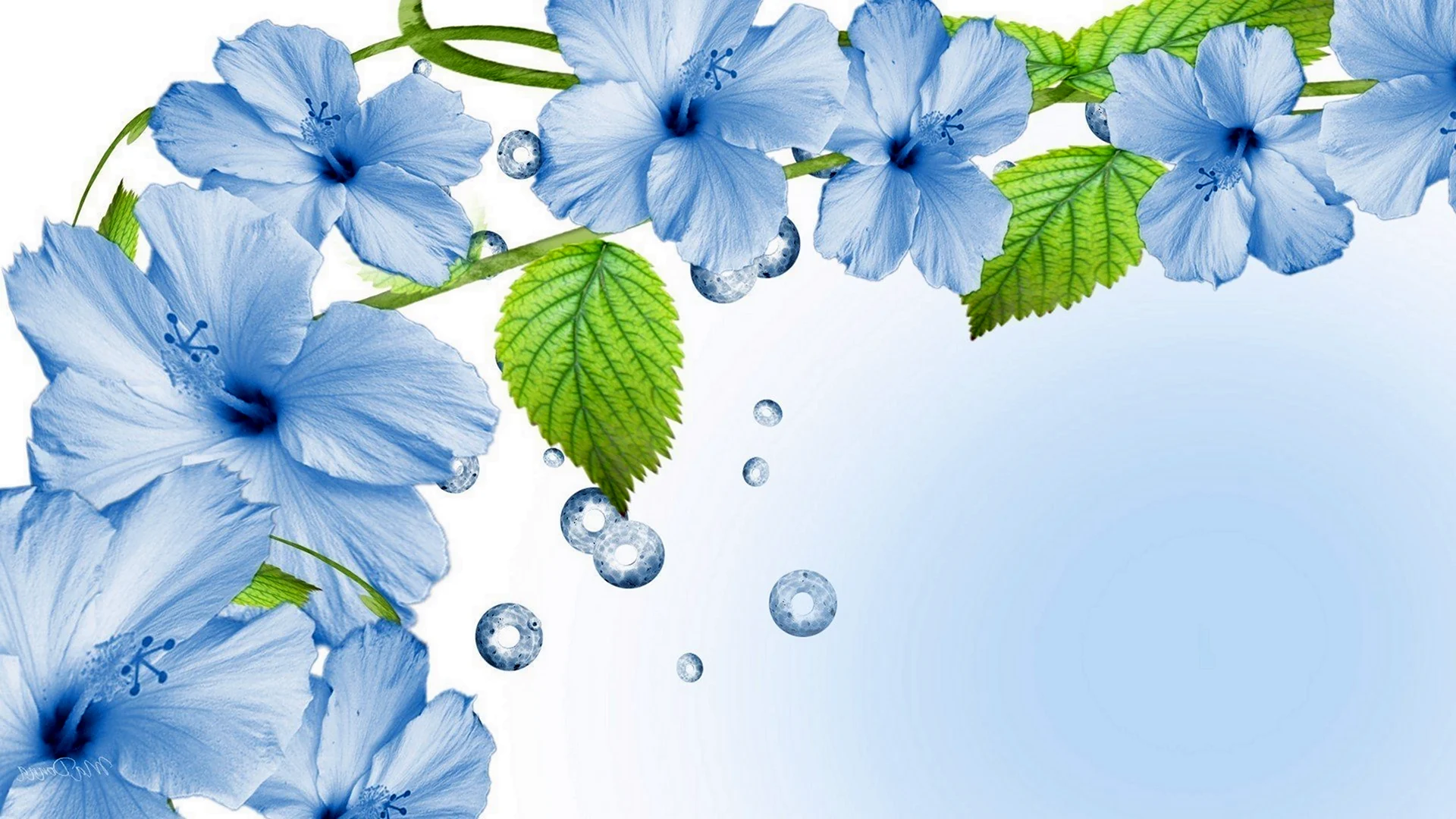 Цветы на голубом фоне