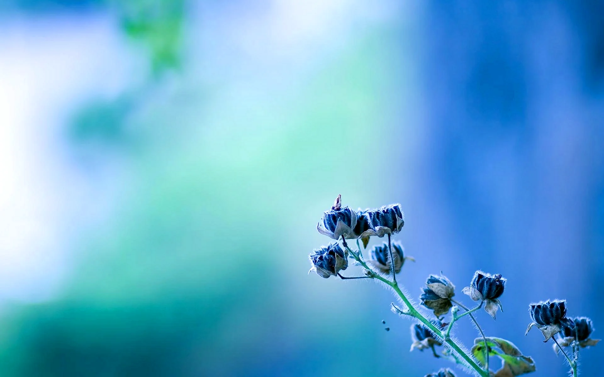 Цветы на голубом фоне