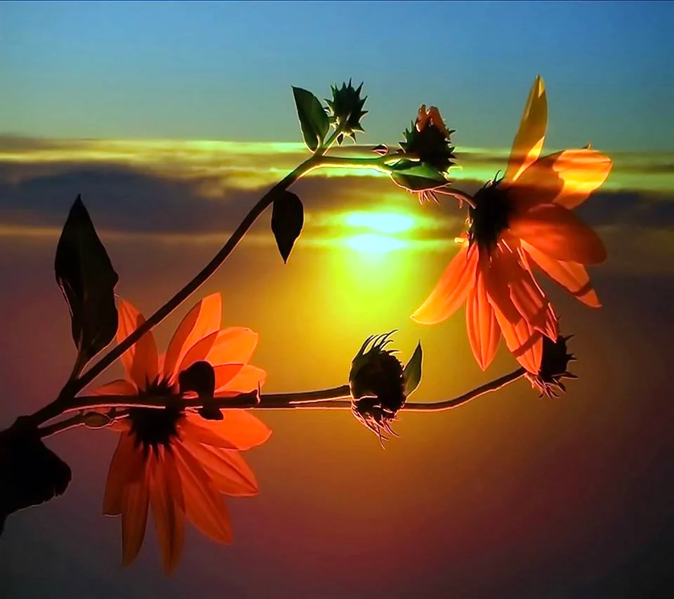 Цветы на закате солнца