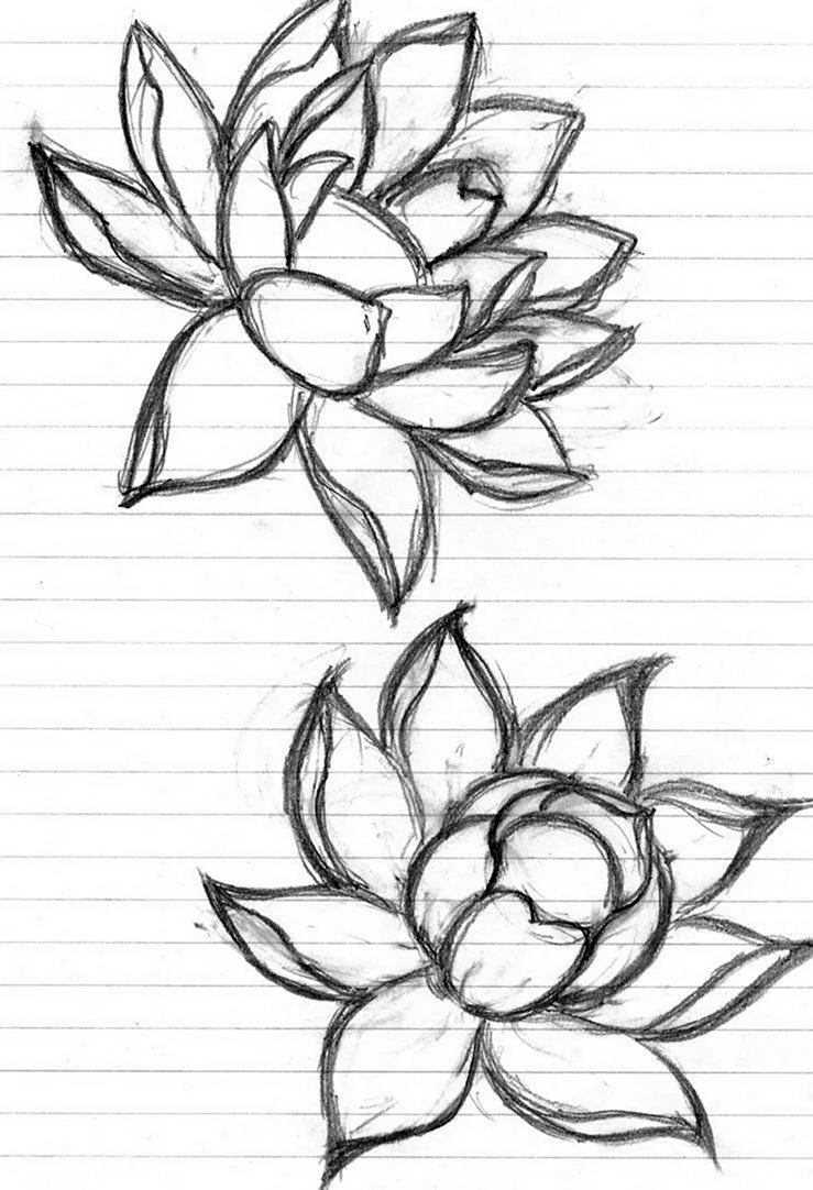 Цветы рисунок карандашом для срисовки