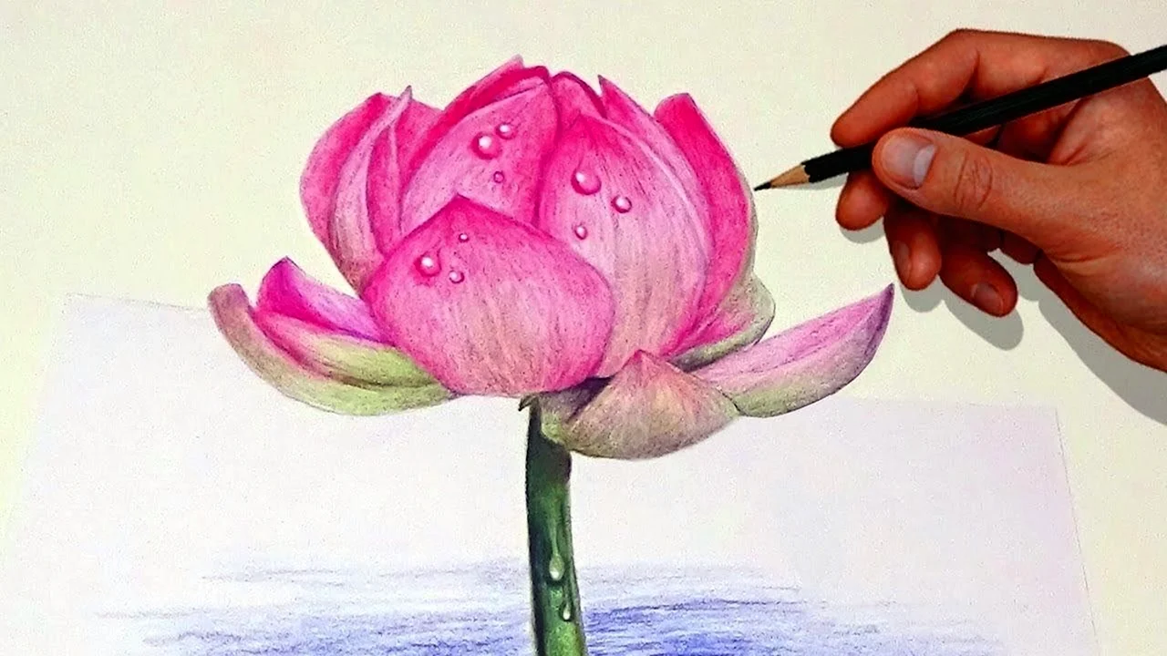 Цветы цветными карандашами для начинающих