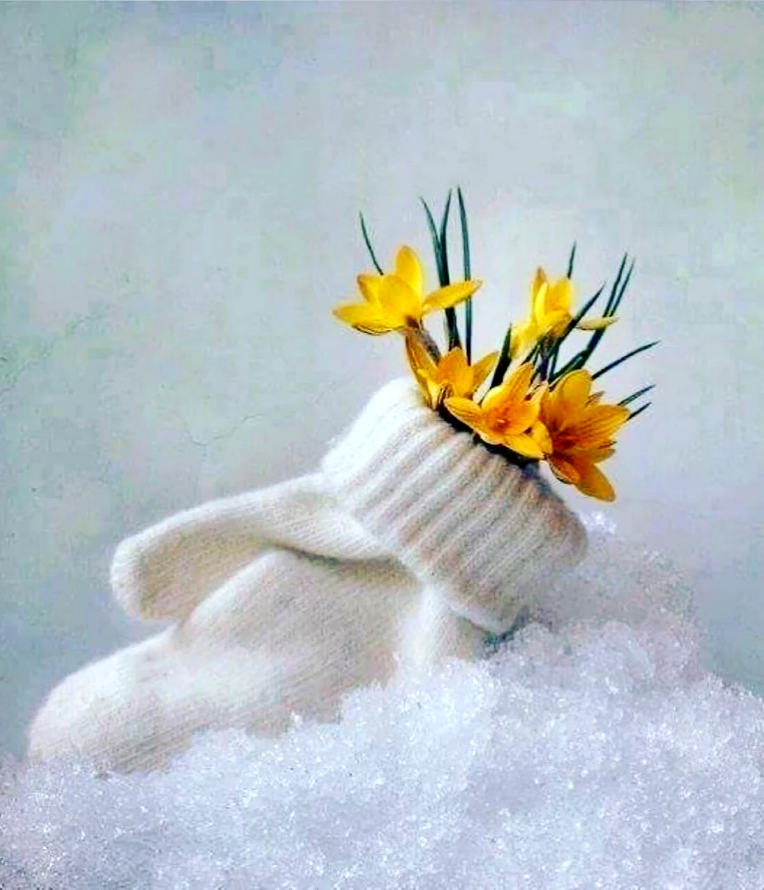 Цветы в валенках на снегу