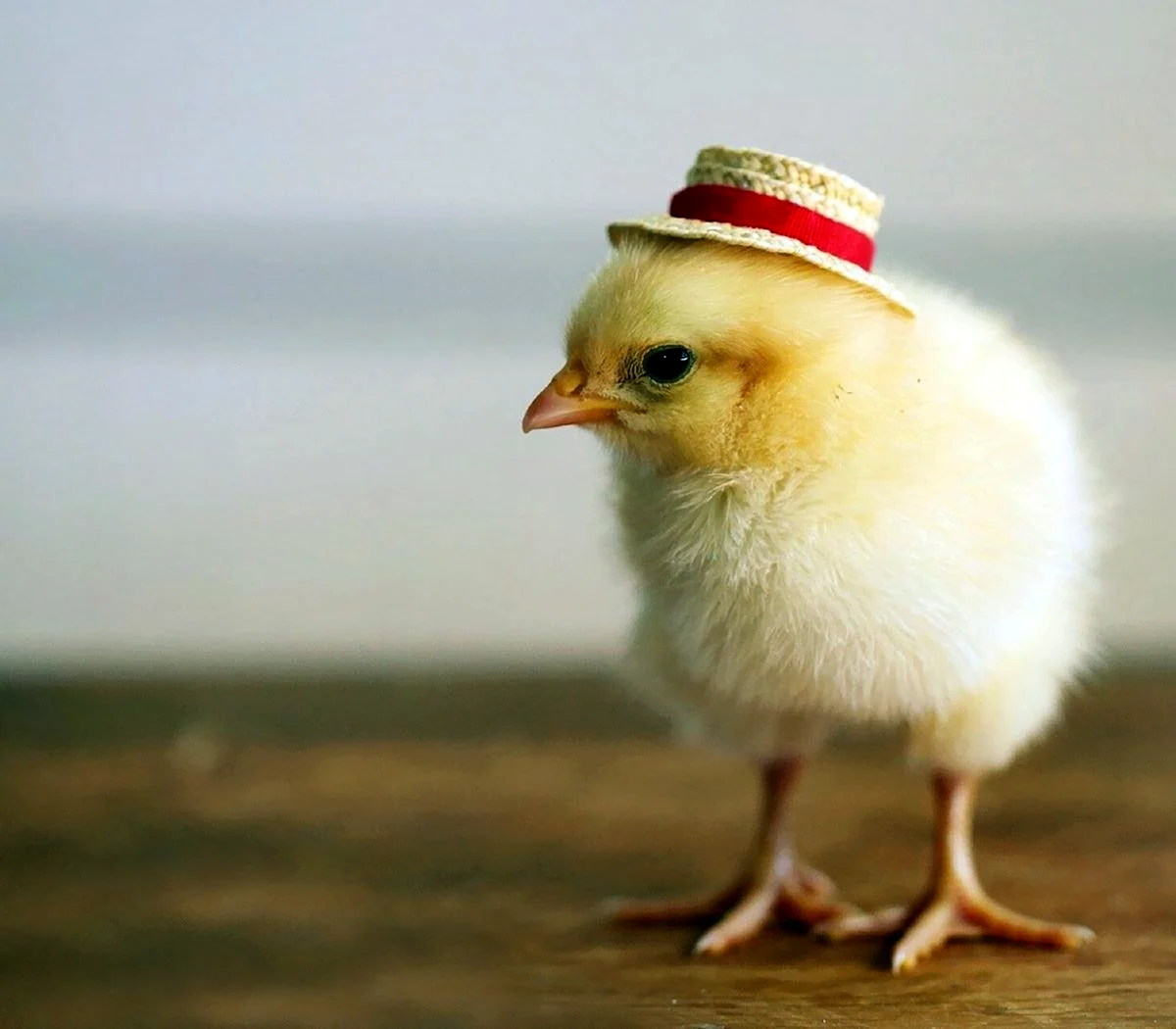 Цыпленок в шляпе