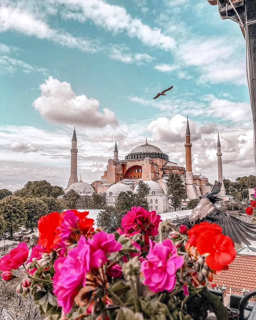 Турция Босфор цветы