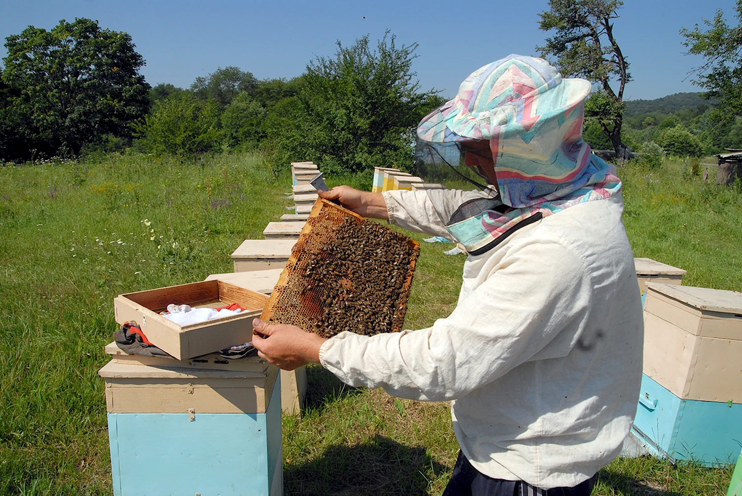 Улей с пчелами и пасечником