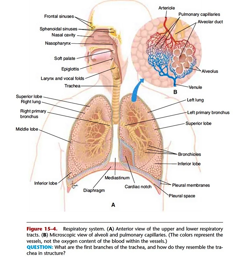 Upper Respiratory System and lower Respiratory System