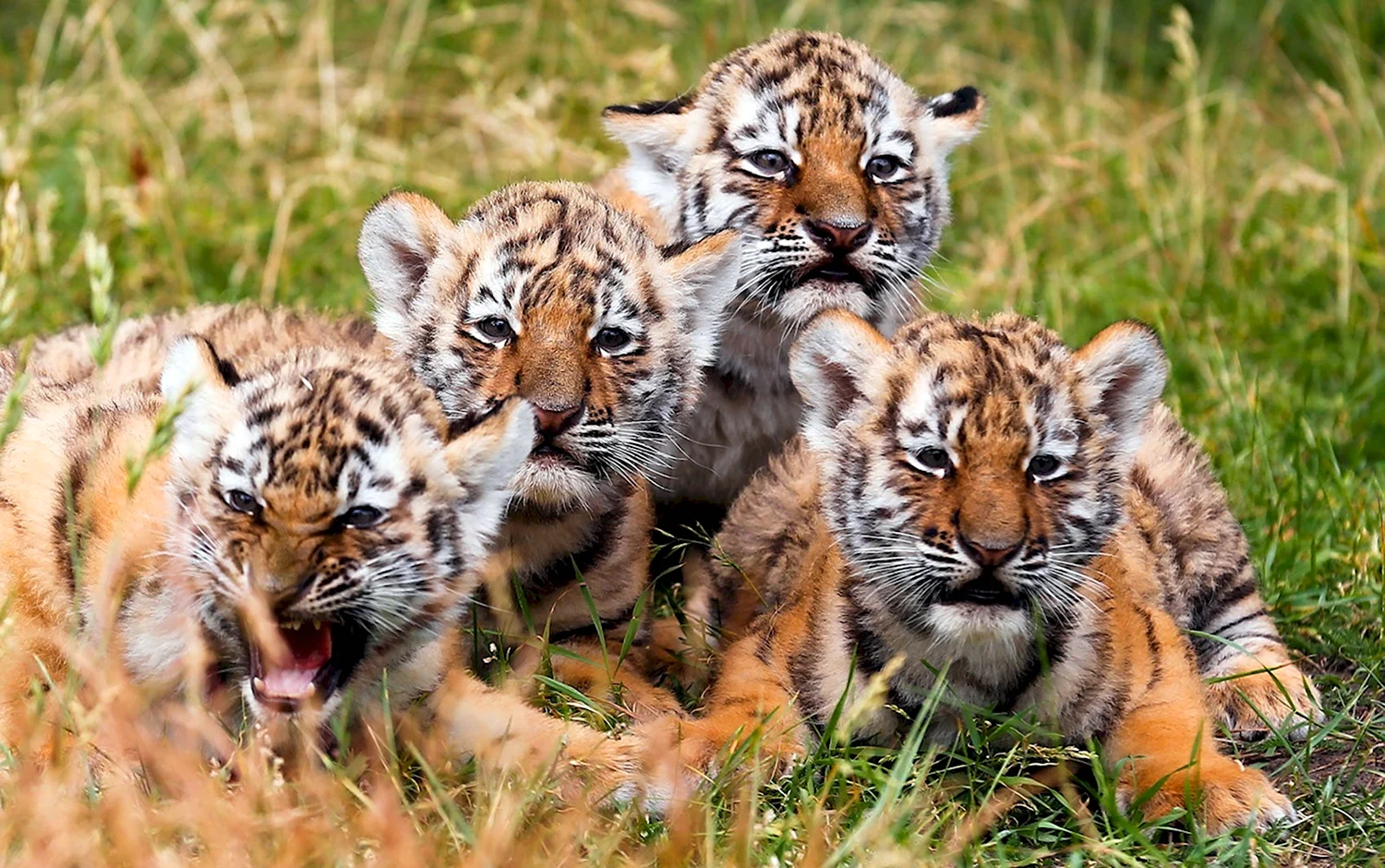 Уссурийский тигр с тигрятами