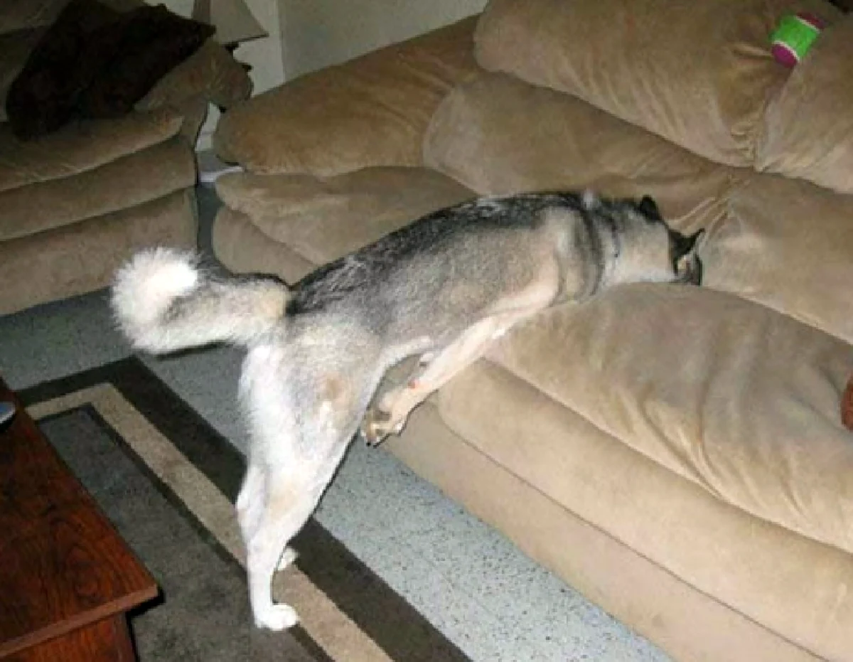 Уставшая собака