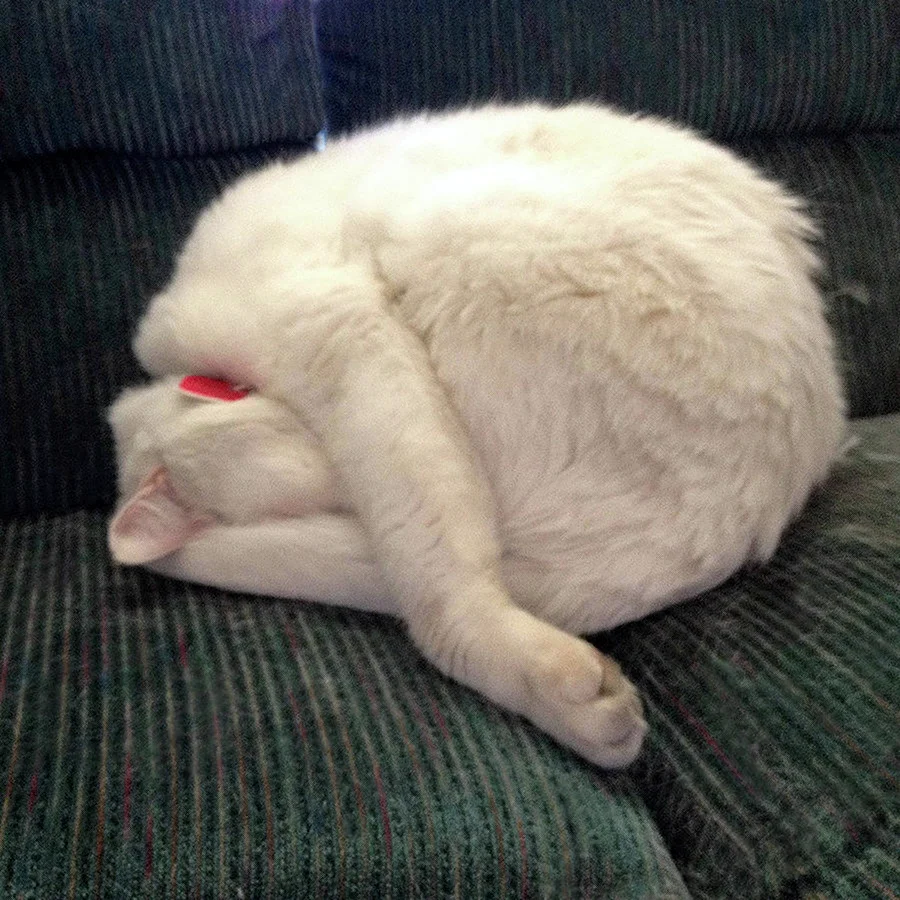 Уставший толстый кот