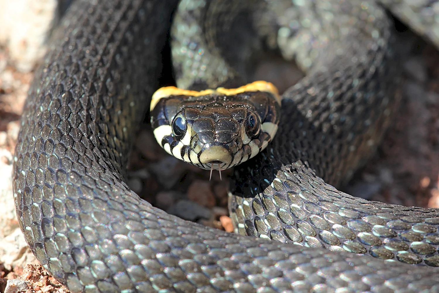 ГАДЮКА ОБЫКНОВЕННАЯ (Vipera berus)