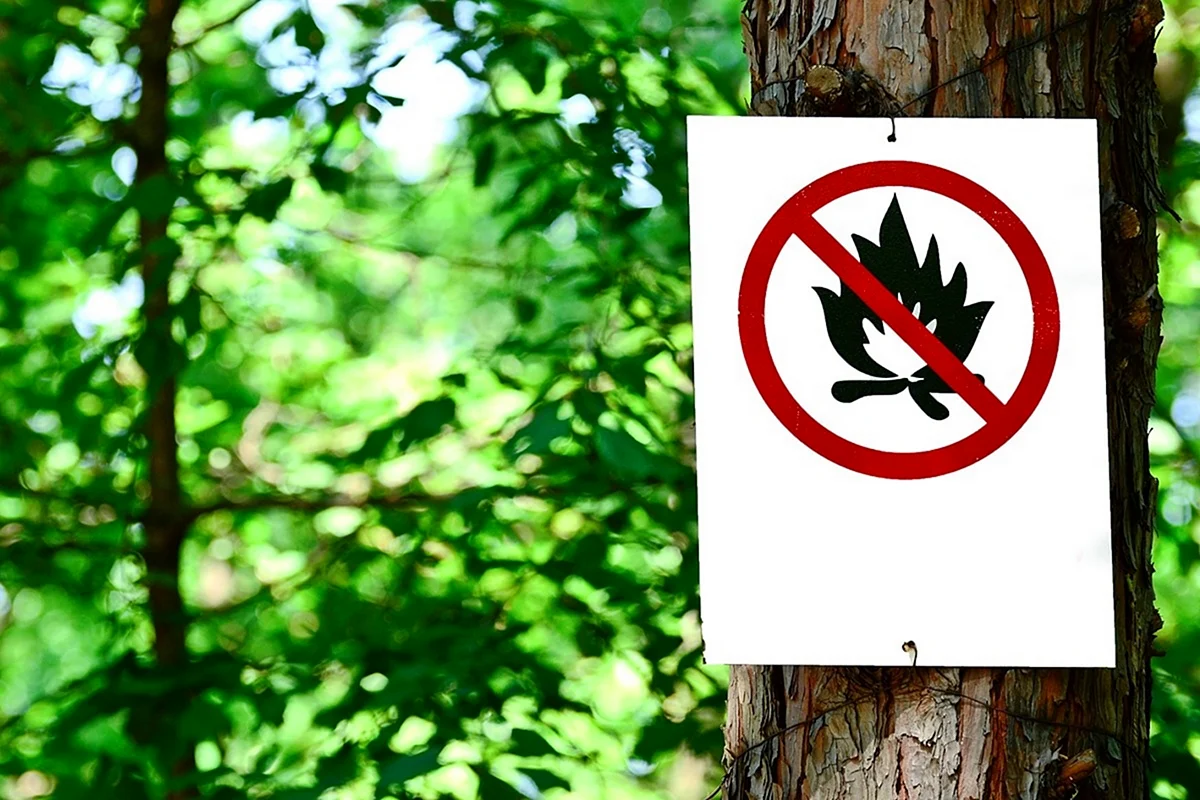 В лесу запрещается