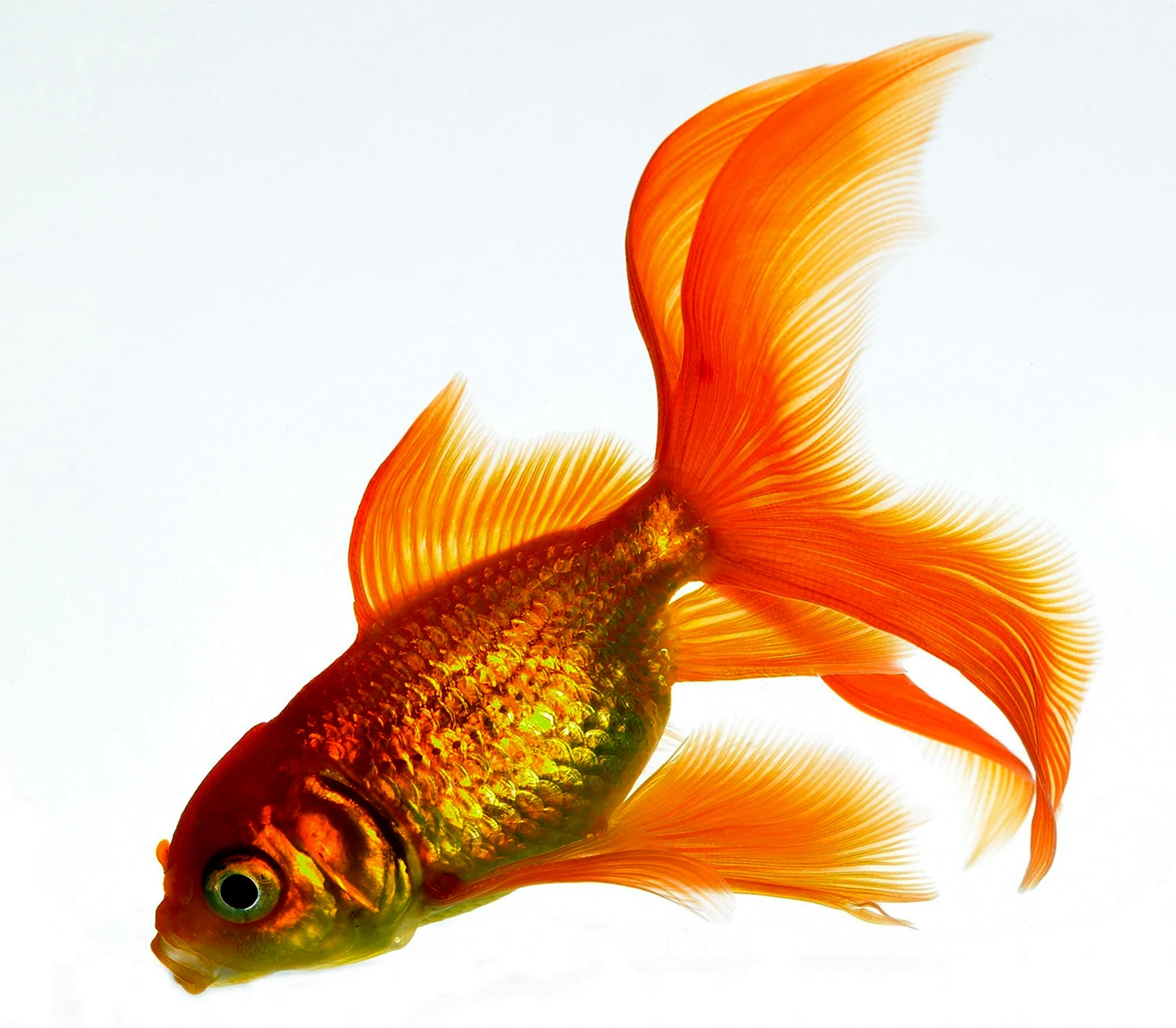Изображения по запросу Золотая рыбка