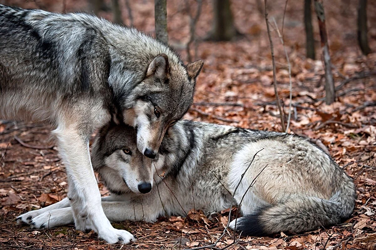 Верность Волков волчице