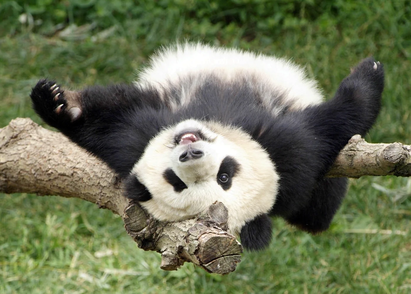 Веселая Панда