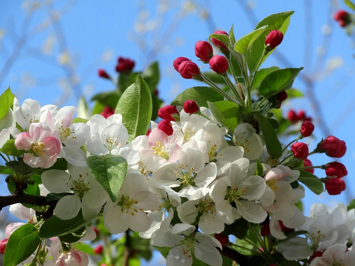 Весна цветущие яблони