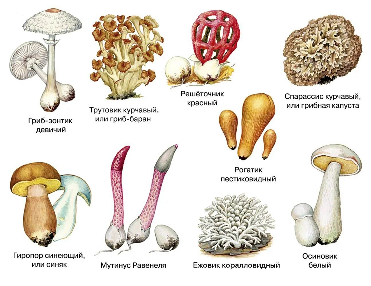 Картинки съедобное и несъедобное (56 фото)