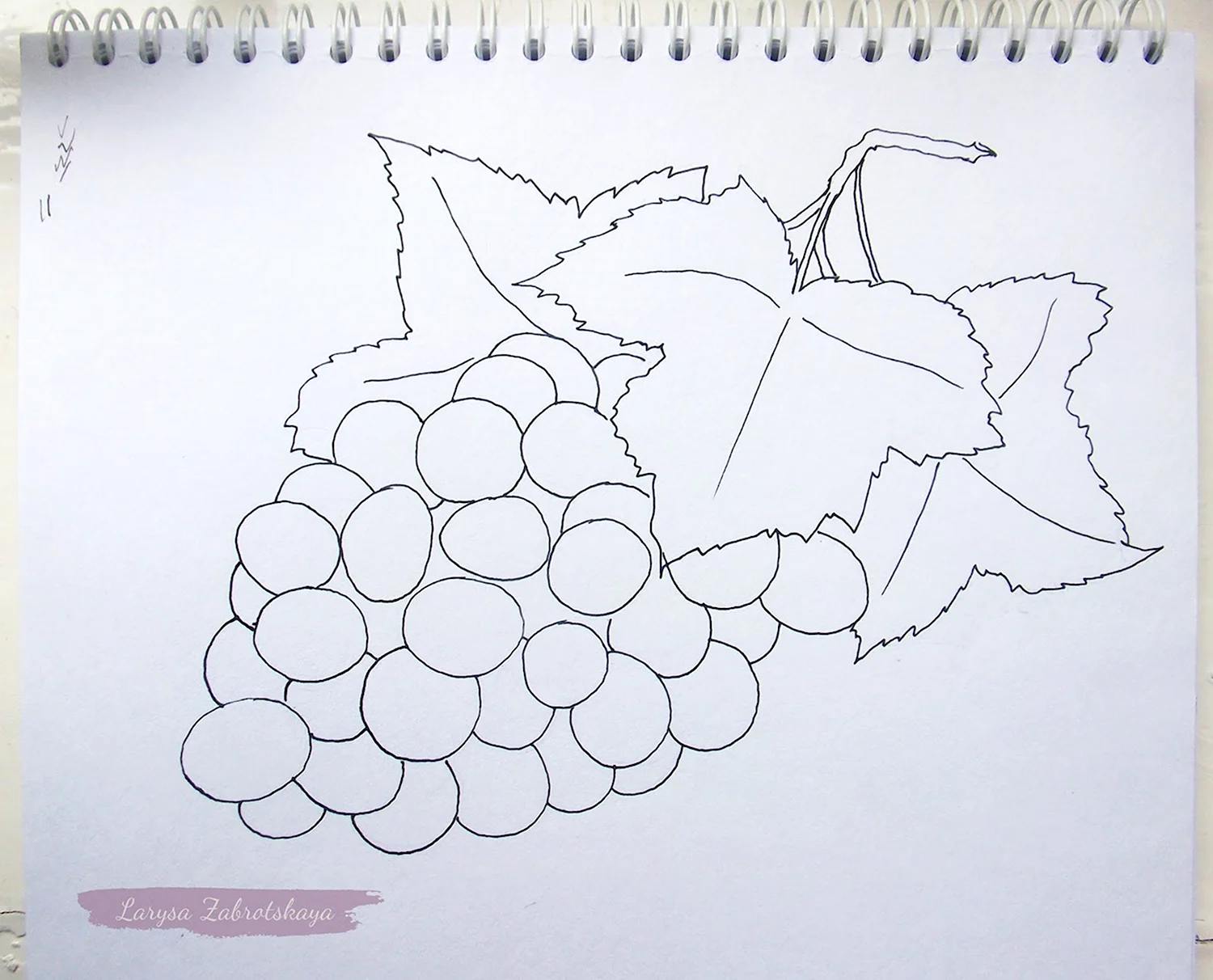 Рисунки винограда для срисовки (60 фото)