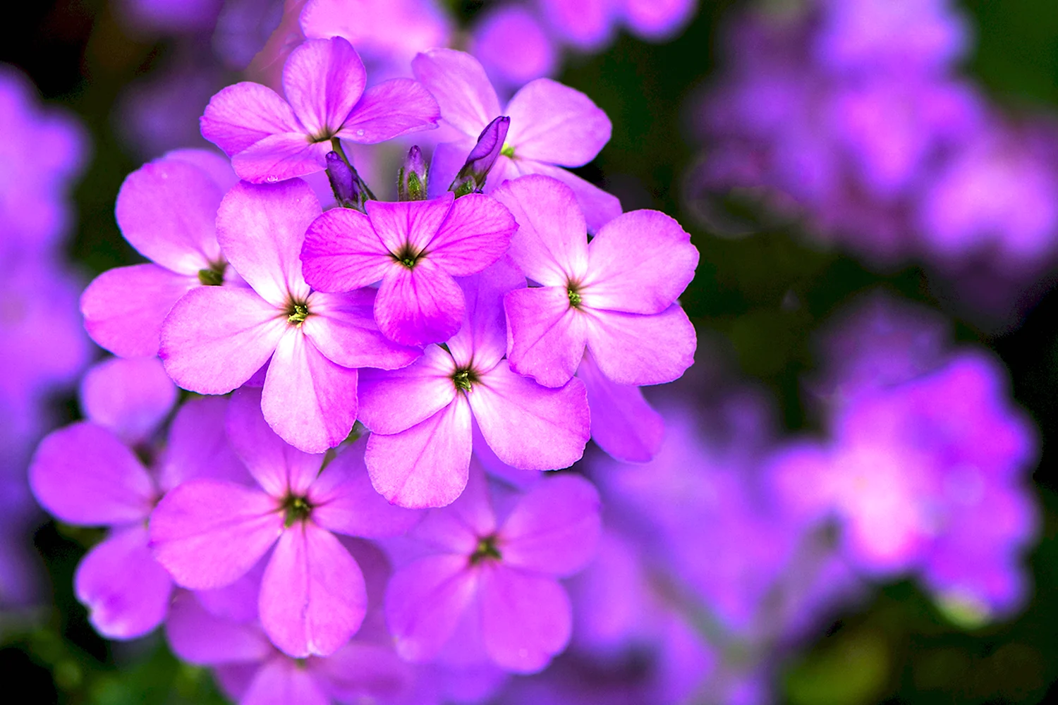 Violet цветок