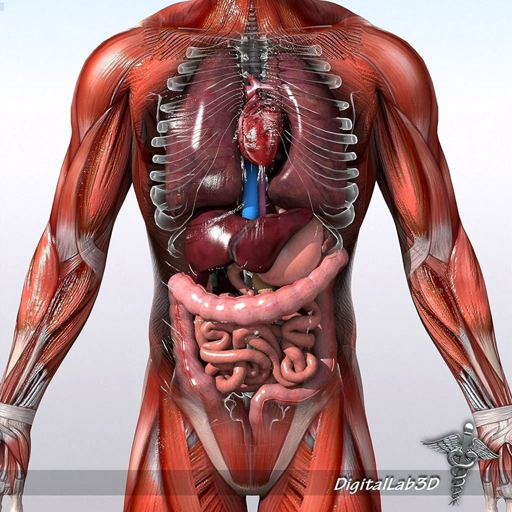 Anatomy: изображения без лицензионных платежей