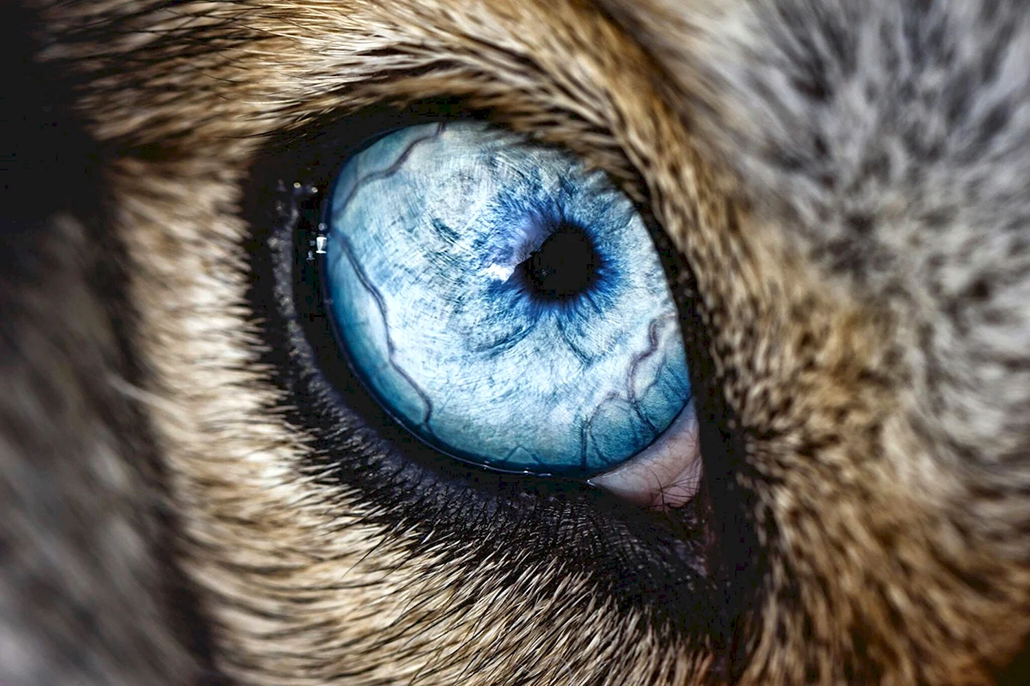 Волчьи глаза