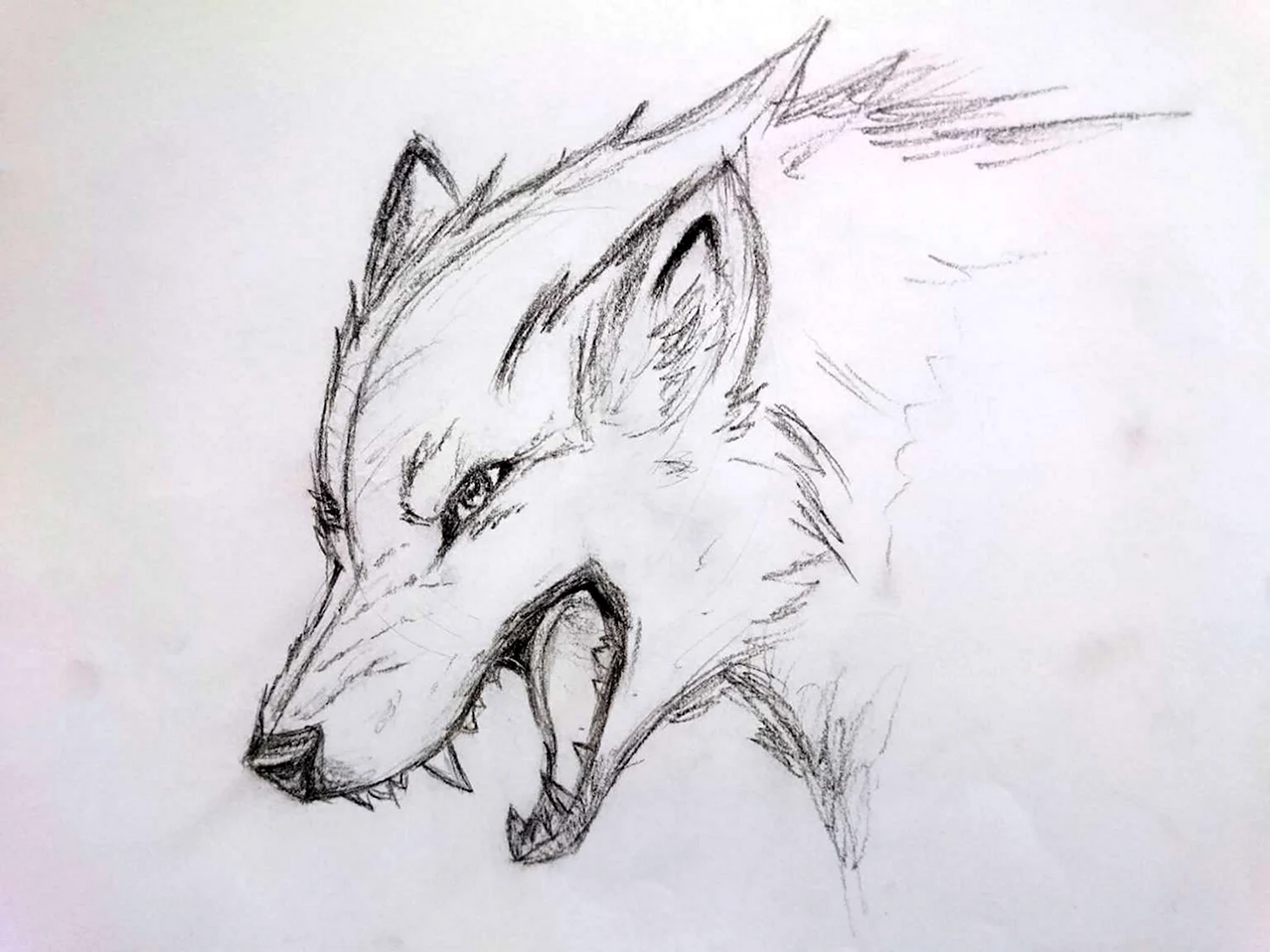 Как нарисовать Нарисовать волка ребенку - 29 детских рисунков для срисовки на тему