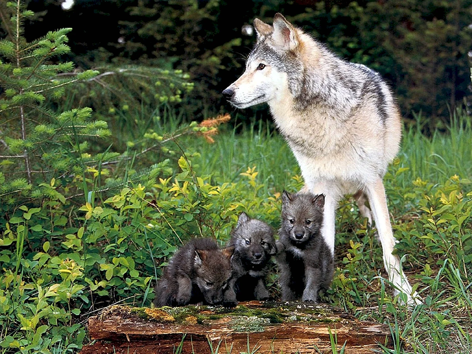 Волк волчица волчата – Волчье Логово