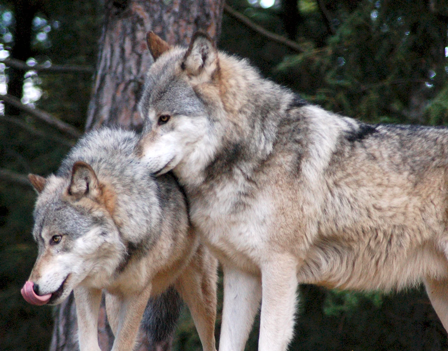 Волки самка самец и Волчонок