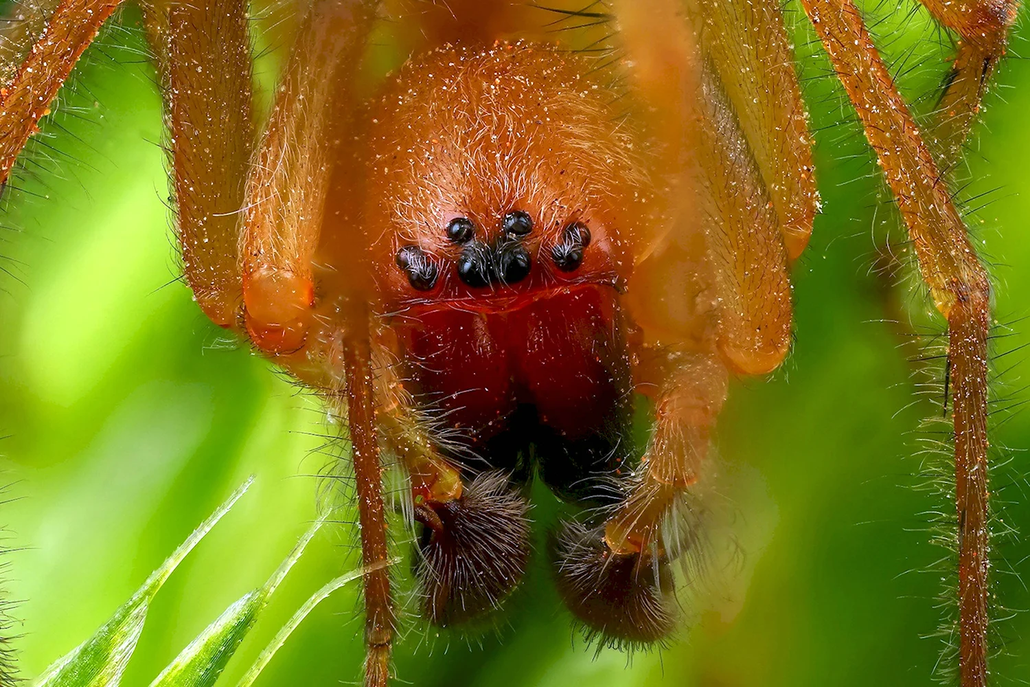 Картинки ядовитых пауков (78 фото)